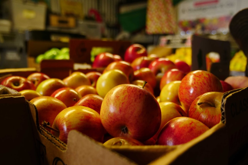 Closeup of apples in a Manjimup packing shed, September 2020.