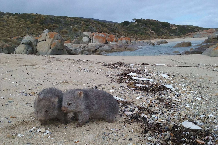 Wombats play on Flinders Island. August 2016.