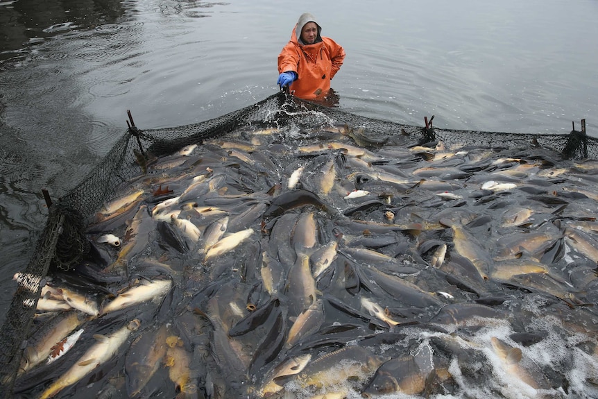 Carp fish farm in Germany