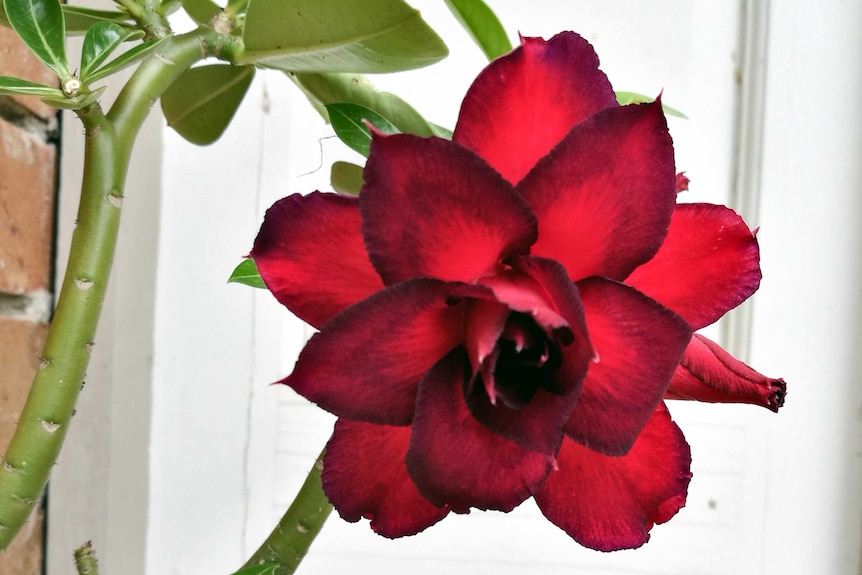 Deep red and bright red colours of the Desert Rose flower