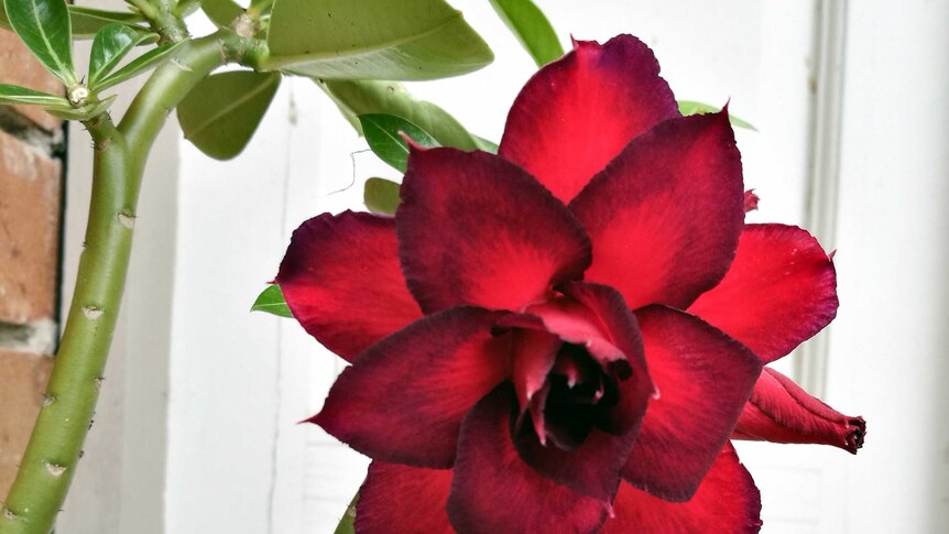 Deep red and bright red colours of the Desert Rose flower