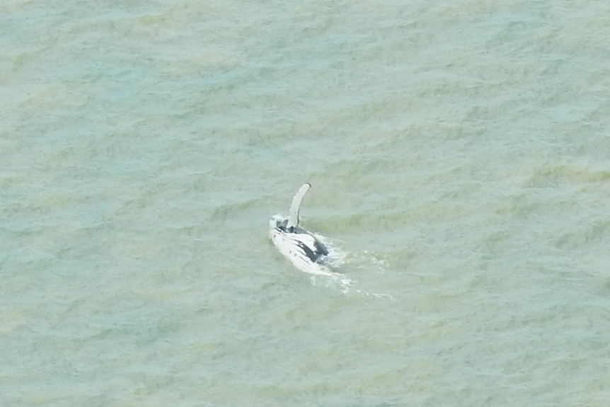An aerial shot into of a humpback whale swimming in the sea with one of its fins pointed into the air.