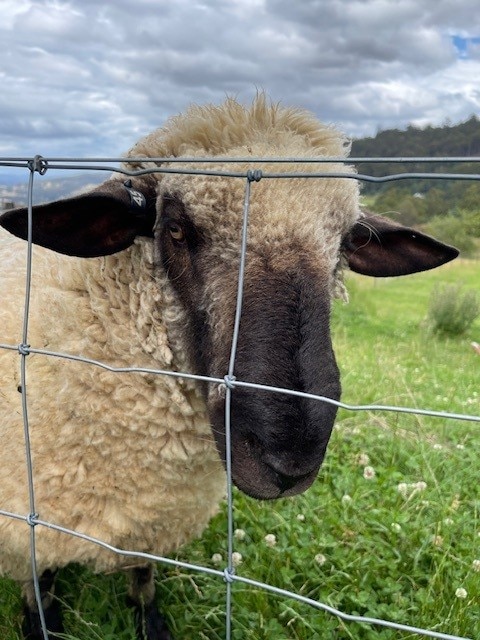 Farming sheep alongside Hazelnuts
