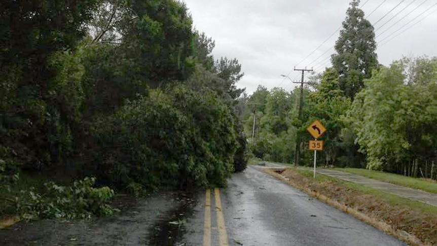 Trees are strewn across a street in Whenuapai, Auckland