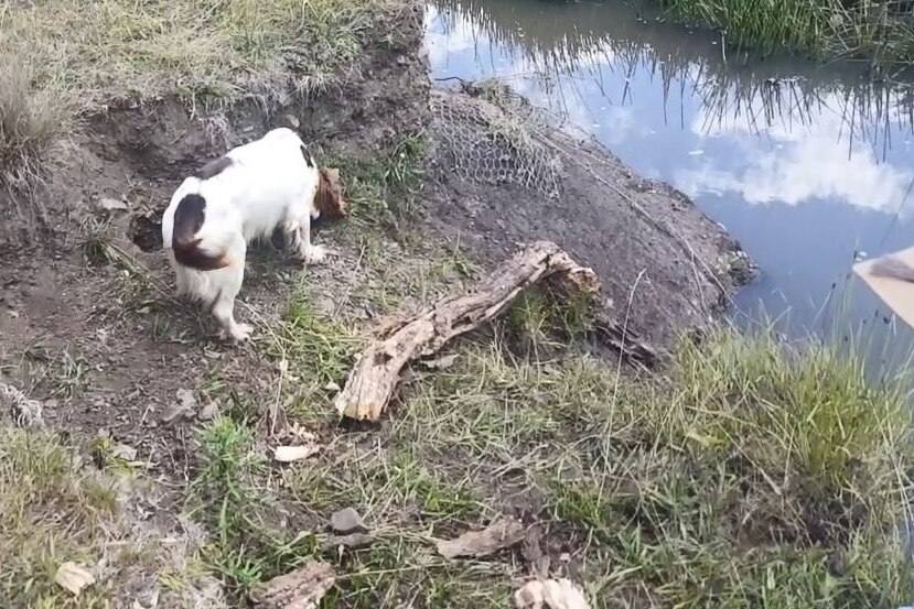 A dog sniffing around a creek bank near Walcha