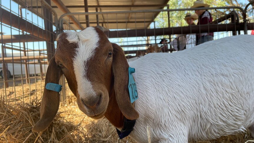 a white and brown goat.