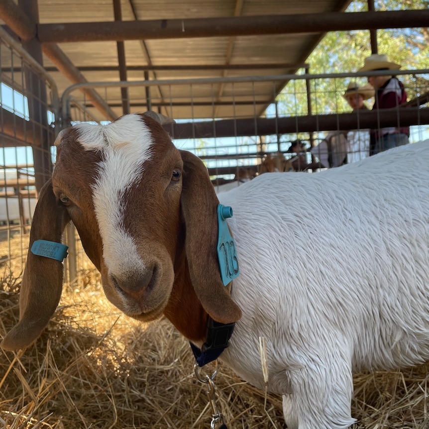 a white and brown goat.