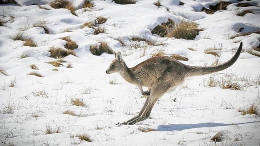 A kangaroo is hopping through the snow, on a mountain.