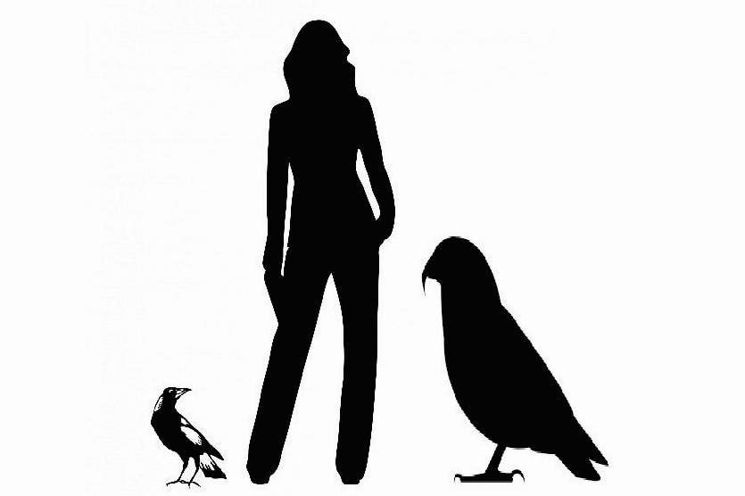 Giant bird Hercules compared to a human and a magpie