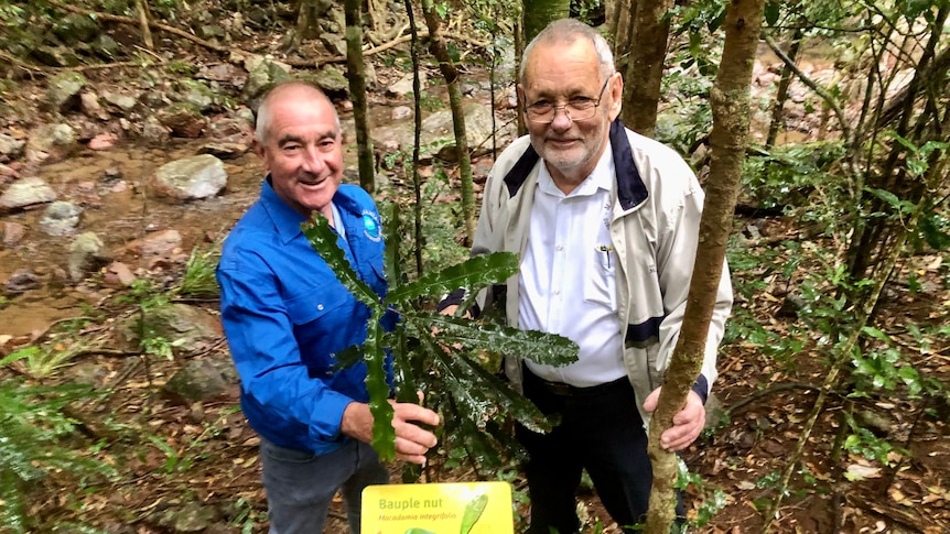 Two men stand down hill next to a sign in front of a wild macadamia tree with rainforest behind them.