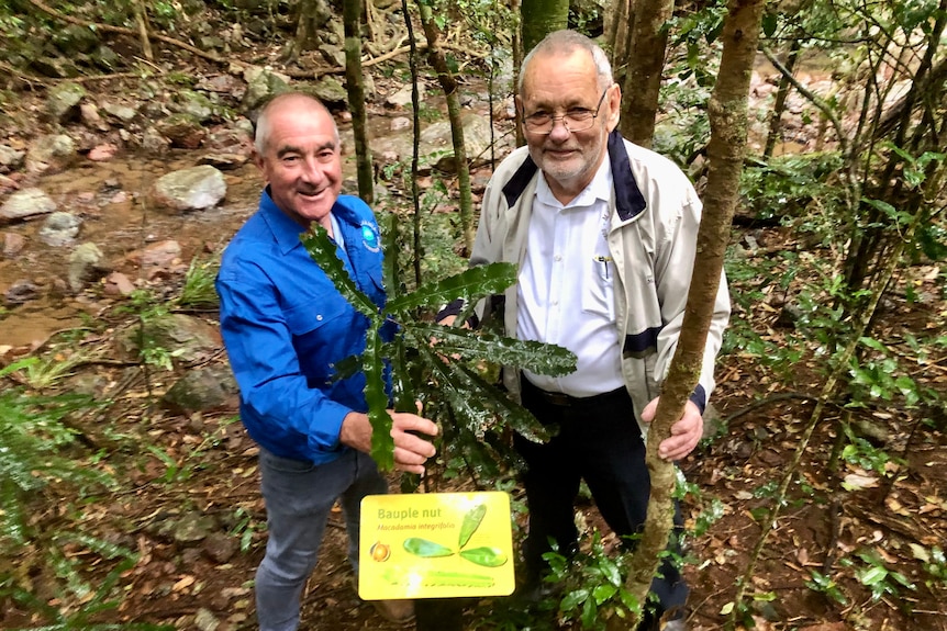 Two men stand down hill next to a sign in front of a wild macadamia tree with rainforest behind them.