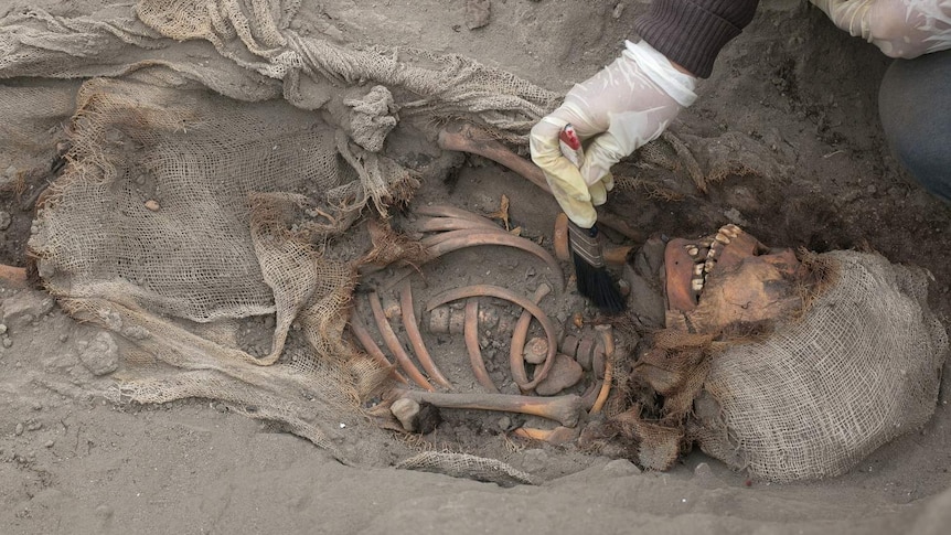 Skeletal remains being brushed by an archaeologist in Peru.