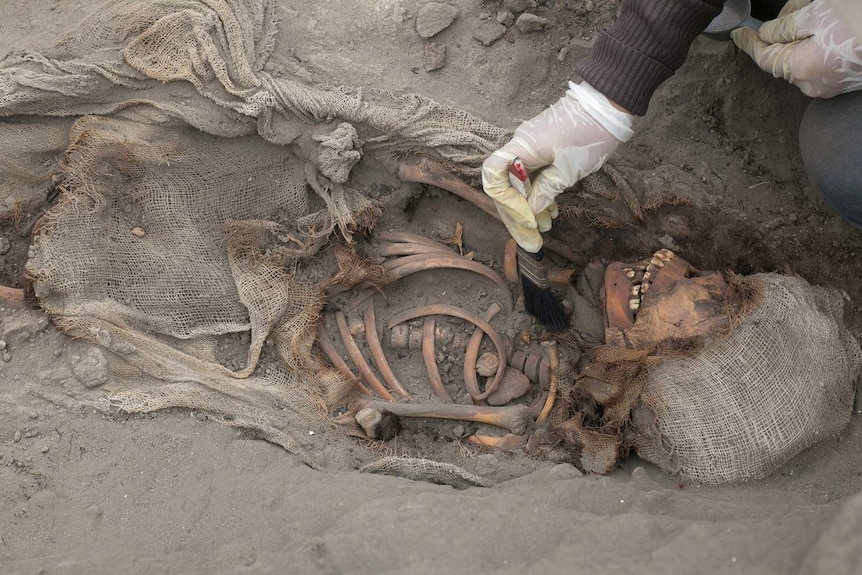 Skeletal remains being brushed by an archaeologist in Peru.
