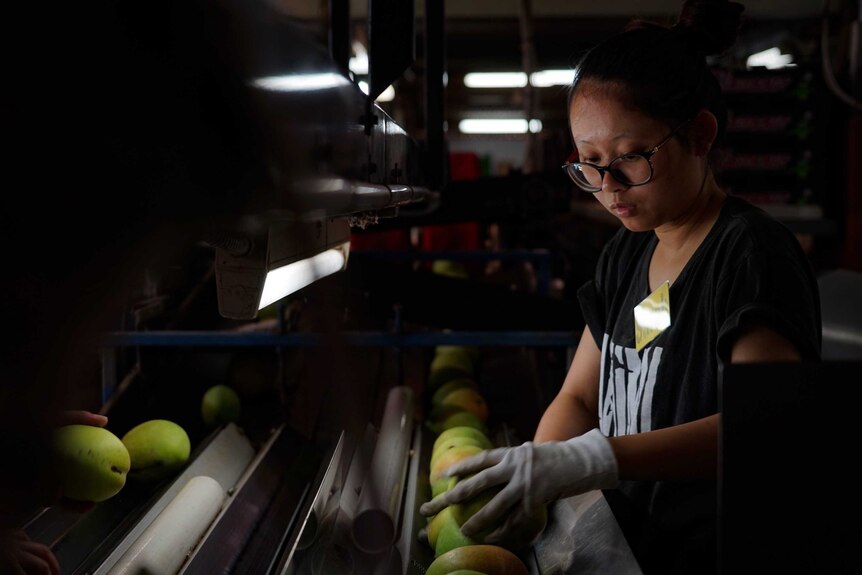 A worker at the Berry Creek mango packing shed manager sorts out mangoes on a conveyor belt.