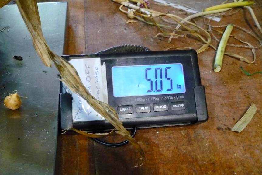 Digital display on the screen of a scales reads 5.05 kilograms.