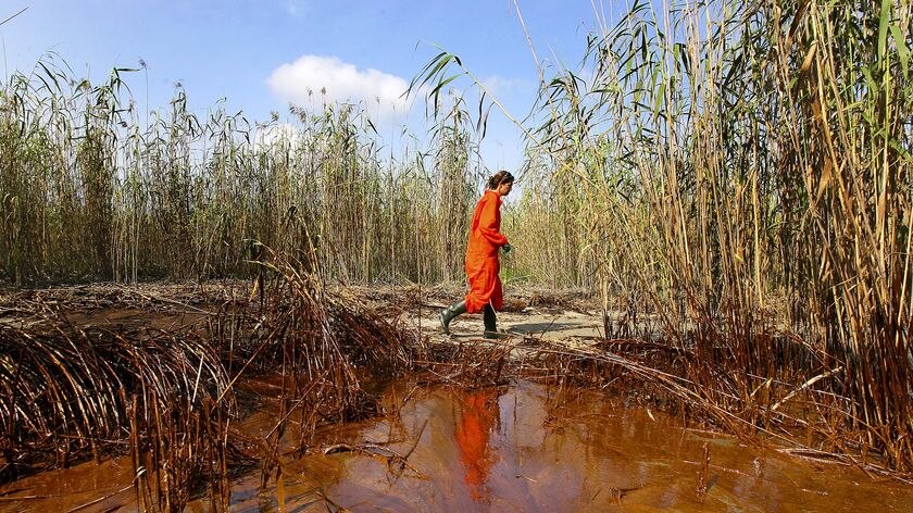 Washing ashore: A senior Greenpeace campaigner walks through a patch of oil at the mouth of the Mississippi River