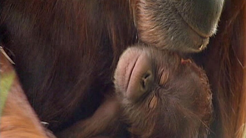 Sumatran orangutan mother Maimunah holds sleeping baby Dewi.