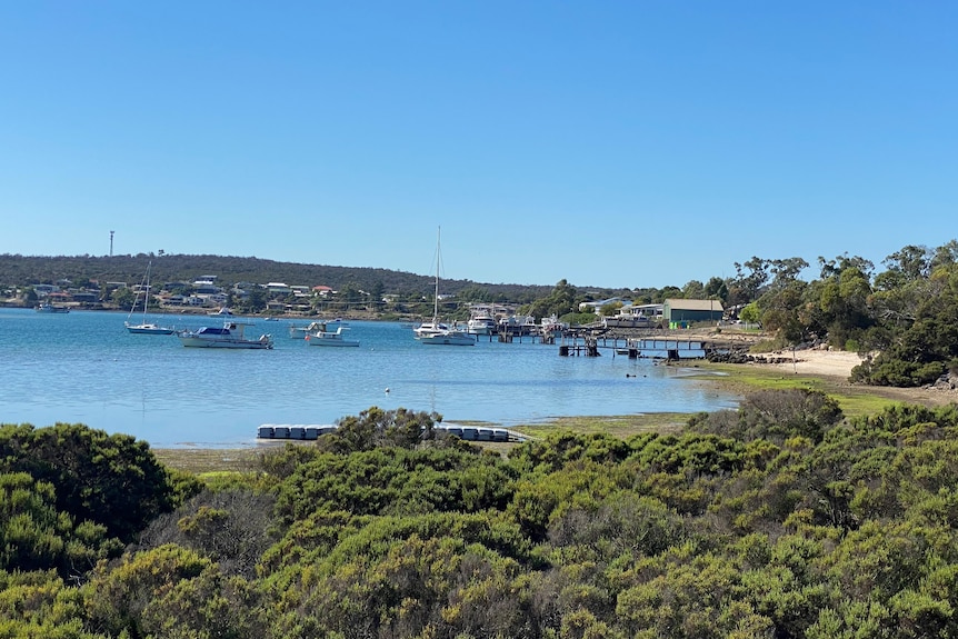 Scene of yachts in a bay, bush in foreground, houses on hill in background, jetty and boats in water