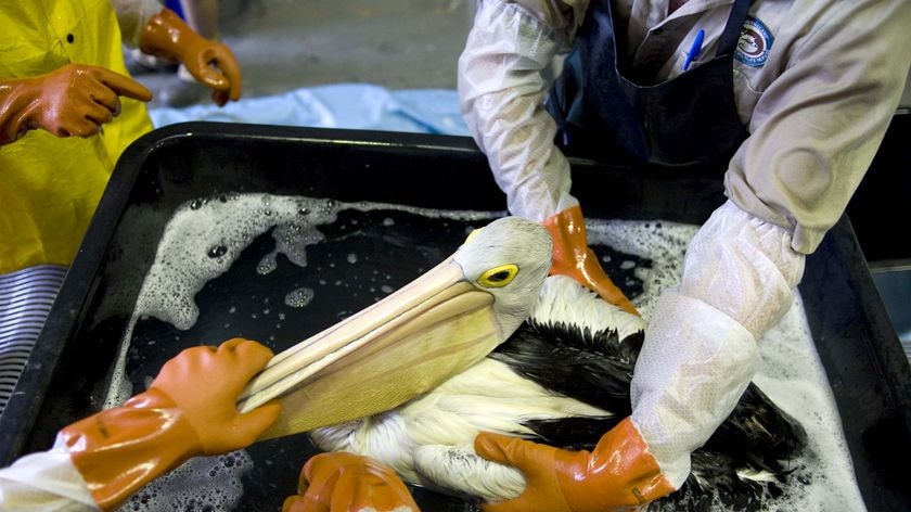 A pelican affected by the spill has the oil cleaned from its feathers.