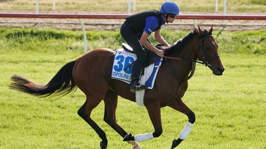 An international racehorse is caught in mid-gallop at the quarantine centre at Werribee.
