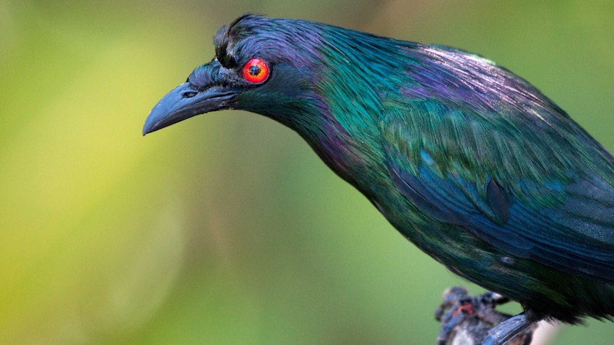 Metallic starlings migrate to northern Queensland from Papua New guinea each year and begin their nesting season in November.