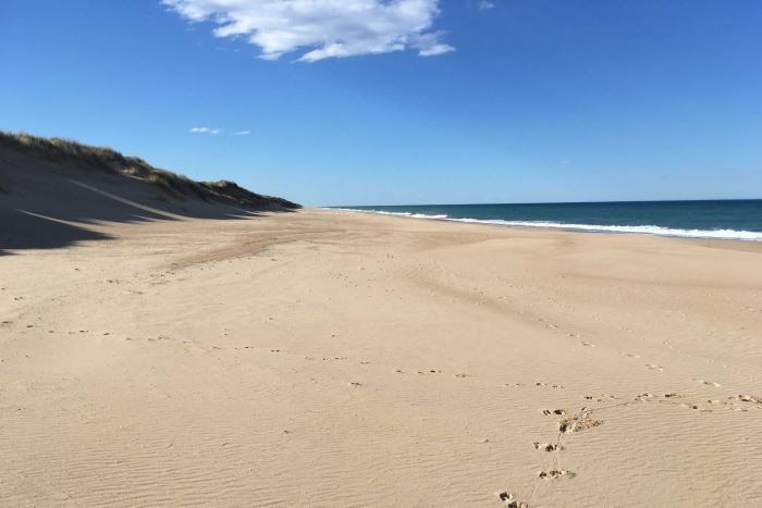 A sandy beach with animal foot prints in it meets a blue ocean.