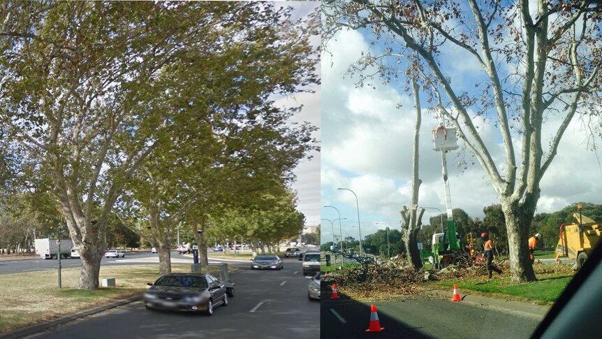 Before and after: An avenue of mature trees at Bowden has been cut down ahead of a ring road upgrade in inner northern Adelaide.