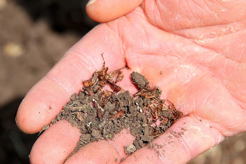 Dead hoppers near Coolah