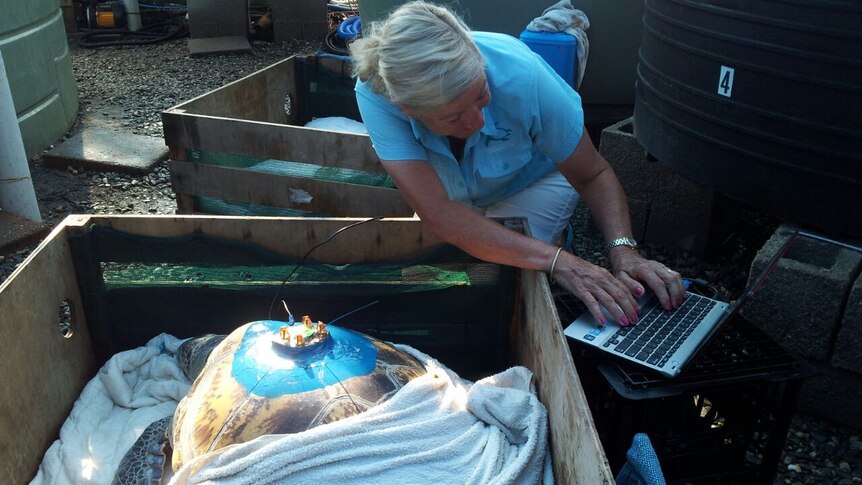 Dr Jennie Gilbert attaching a tracking device to a turtle.