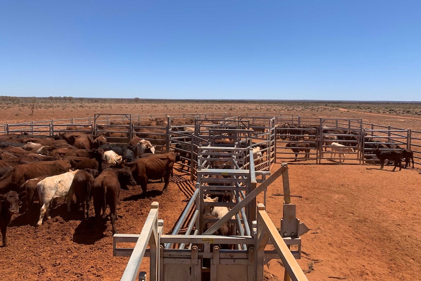Large brown, white and black cattle move between metal fences on dark brown dirt.