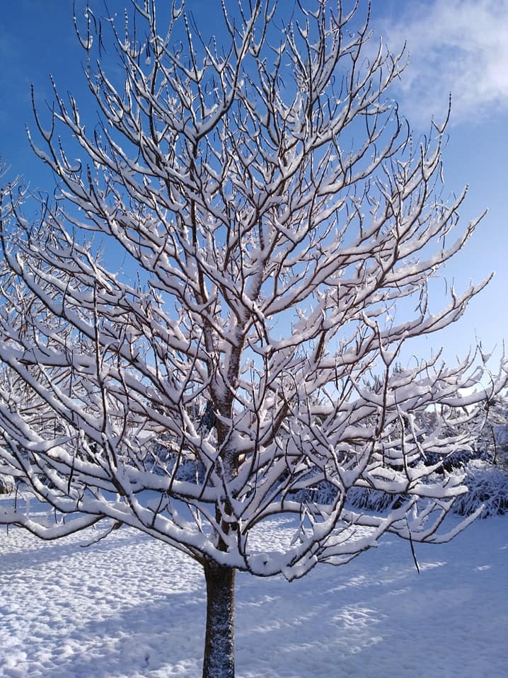 A snow covered winter tree at Tarraleah, Tasmania