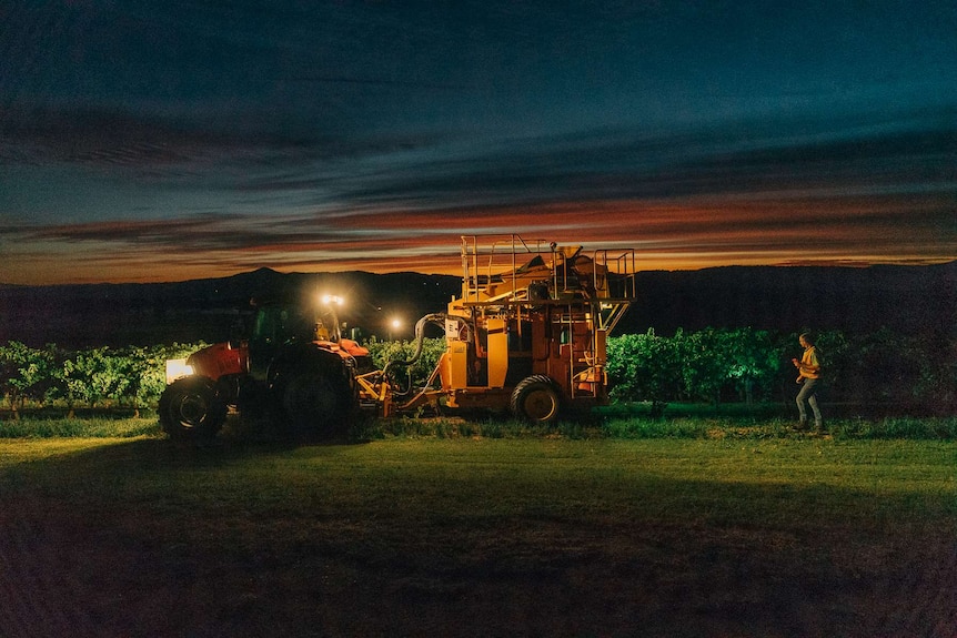 A tractor driving along harvesting grapes with sunrise in the background and a man walking behind.