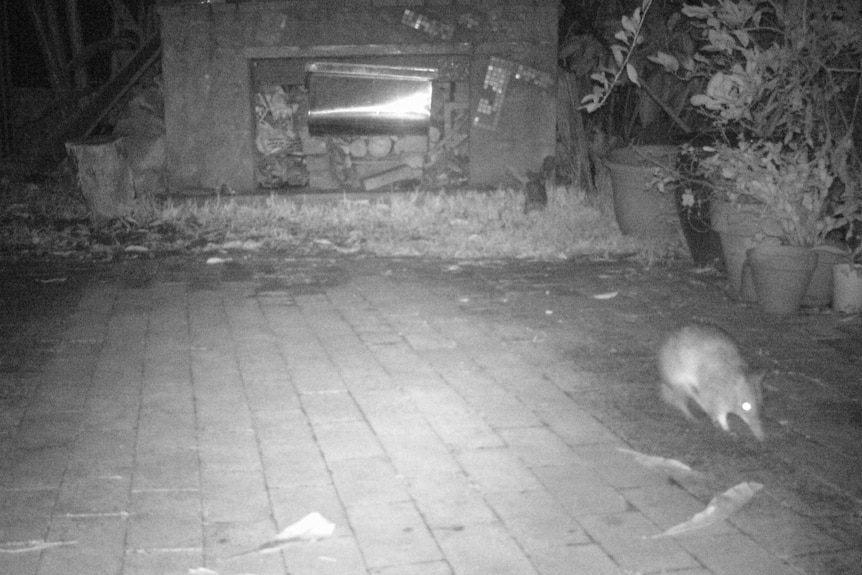 Bandicoot seen on camera in Leichhardt