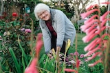 A woman bends down to cut a flower in her garden with a large pink flower in the foreground