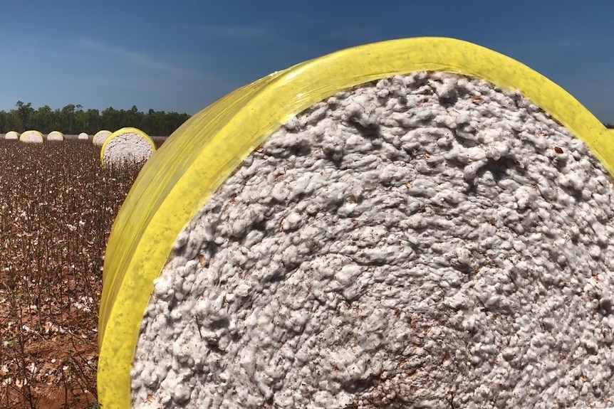 A close up of a cotton bale in a paddock, with several other cotton bales in the background.