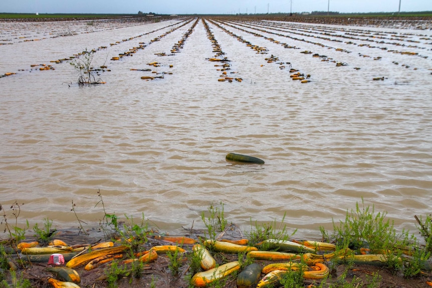 Rows of zucchinis floating in floodwaters
