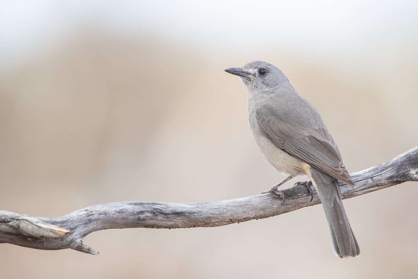 A small grey bird perched on a branch in front of a blurry background