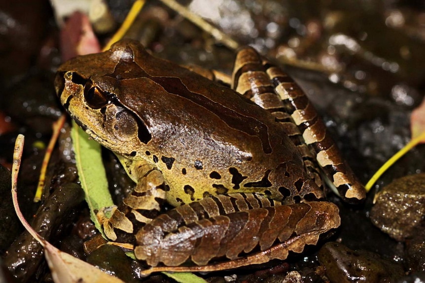 Fleay's Barred Frog