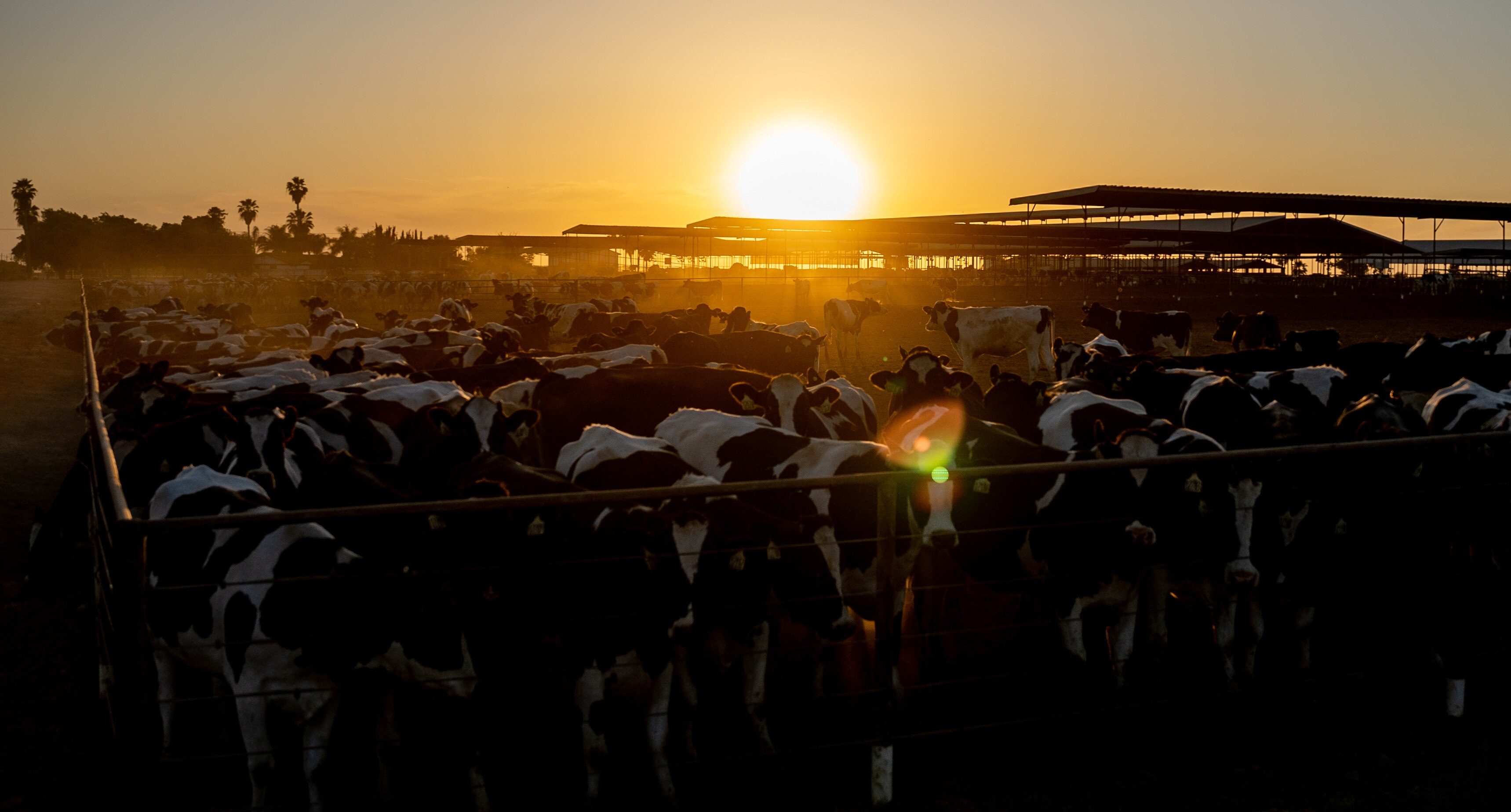 A pen of dairy cows with the sun setting behind them
