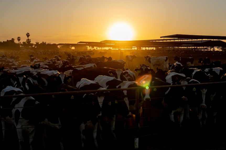 A pen of dairy cows with the sun setting behind them 