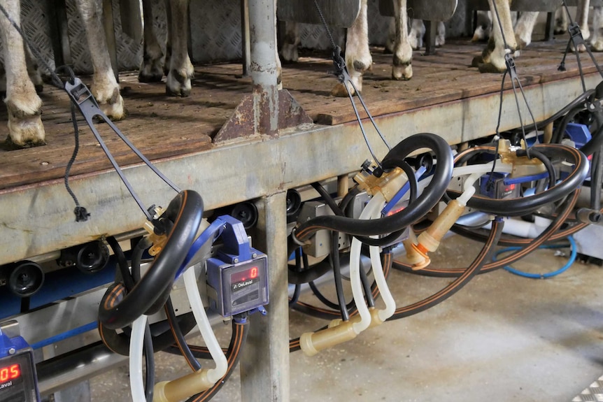 A close up shot of the automatic dairy machine with sheep feet in the background.