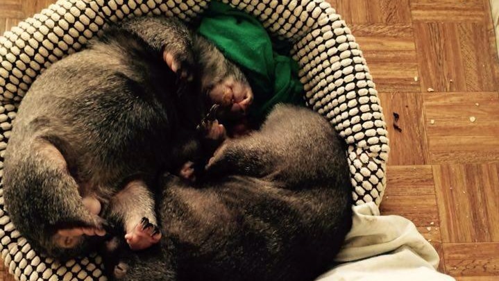 Two young wombats curled up asleep together