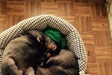 Two young wombats curled up asleep together