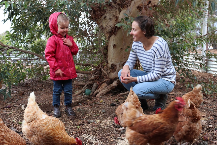 Brown chooks in a yard in front of a tree with little girl on left and mum watching on left