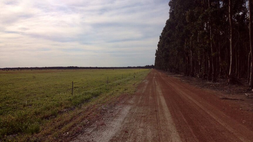 A green, lush pasture paddock with sheep on the left with fence and dirt road in the centre and tall bluegum trees on right