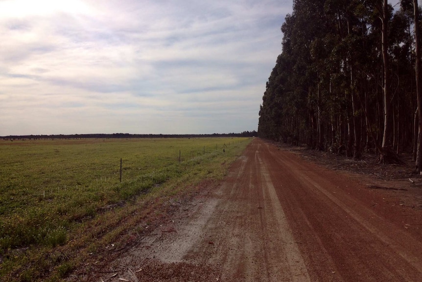 A green, lush pasture paddock with sheep on the left with fence and dirt road in the centre and tall bluegum trees on right