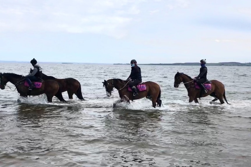 Four horses, three with riders, walk in the sea.