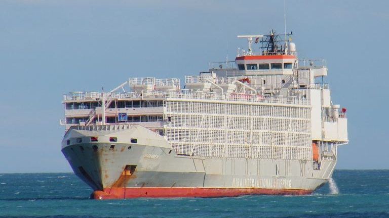 The Gulf Livestock 1, a large ship on the ocean.