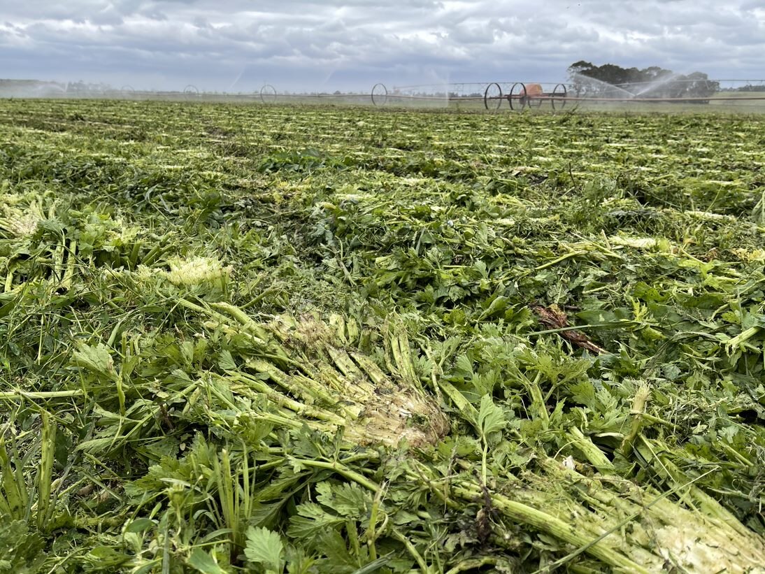 Vegetable growers forced to dump 150,000 worth of celery crops due to