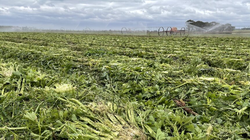 A celery crop in a paddock